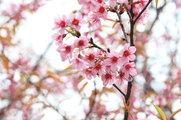 Phaya Suea flower or Sakura flower in Thailand is a rose apple that is small in size and has a tall stem.