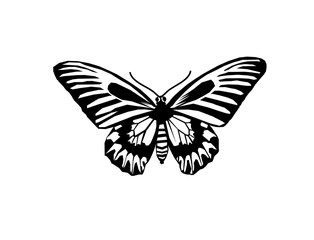 butterfly Silhouette. Magellan birdwing