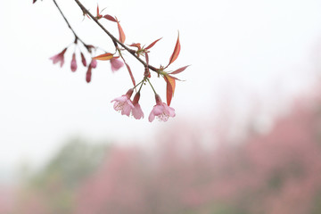 Phaya Suea flower or Sakura flower in Thailand is a rose apple that is small in size and has a tall stem.