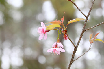 Phaya Suea flower or Sakura flower in Thailand is a rose apple that is small in size and has a tall stem.