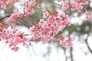 Phaya Suea flower or Sakura flower in Thailand is a rose apple that is small in size and has a tall stem.