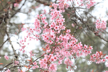 Phaya Suea flower or Sakura flower in Thailand is a rose apple that is small in size and has a tall stem.