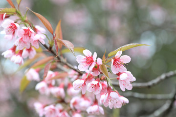 Phaya Suea flower or Sakura flower in Thailand is a rose apple that is small in size and has a tall stem.