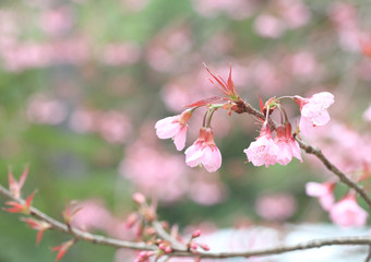 Phaya Suea flower or Sakura flower in Thailand is a rose apple that is small in size and has a tall stem.