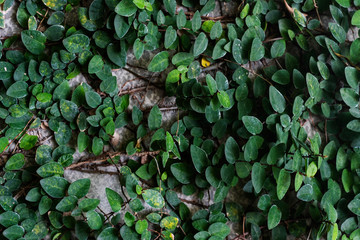 Climbing plant on a wall