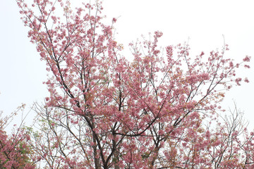 Phaya Suea flower or Sakura flower in Thailand is a rose apple that is small in size and has a tall stem.