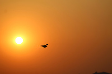 Flying sunset