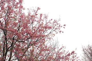 Phaya Suea flower or Sakura flower in Thailand is a rose apple that is small in size and has a tall stem.
