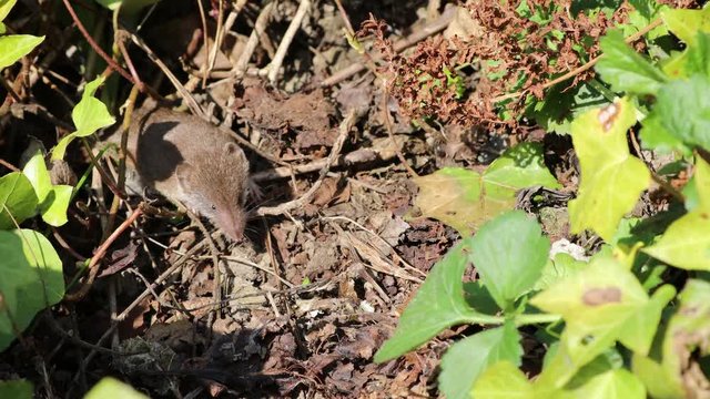 Eine Hausspitzmaus sucht zwischen Efeuranken Nahrung