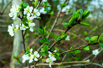Spring blossom in spring - apple tree