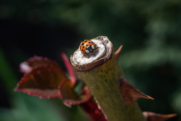 Ladybug on a rose plant.