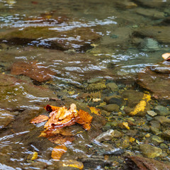Yellow autumn leaves in the clear water of a mountain river.
