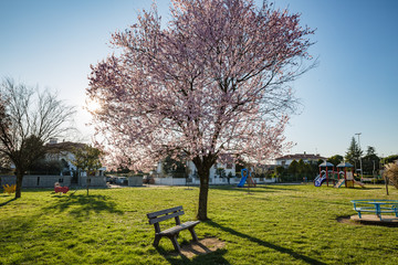 Obraz premium Spring nature. A wooden bench is waiting for visitors to the park under the beautiful tree with bloomed light pink flowers on blue sky background in spring sunny day.