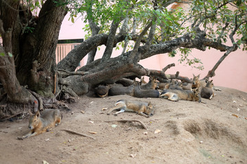 Small chamois chicks lay in the garden.