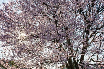 Spring nature. View of beautiful tree with bloomed pink flowers on blue sky background in spring sunny day