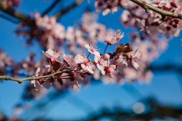 Spring nature. View of beautiful fresh branch of bloomed pink flowers on blue sky background in spring sunny day