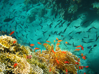 Obraz na płótnie Canvas Underwater world. Coral fishes of Red sea.