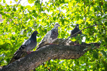 Pigeons are sitting on a tree branch.