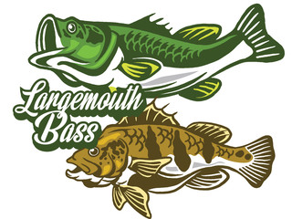Illustration of a bass with fins, tail and open mouth