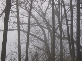 Fototapeta na wymiar foggy river woods morning