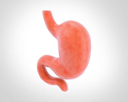 human stomach 3d illustration in digital background