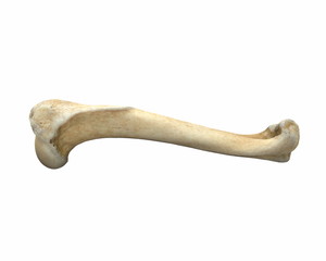 3D render of animal leg bone isolated on white - obrazy, fototapety, plakaty