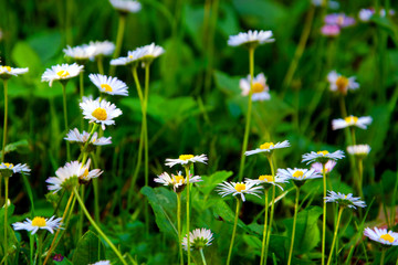 Close up of Daisy Background, wild chamomile, meadow, little white wildflowers. daisy flowers in...