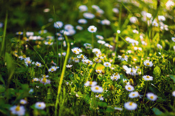 Close up of Daisy Background, wild chamomile, meadow, little white wildflowers. daisy flowers in green gras © Oleg