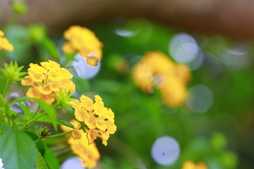 Lantana camara yellow flowers close up. Indonesia., March 2020