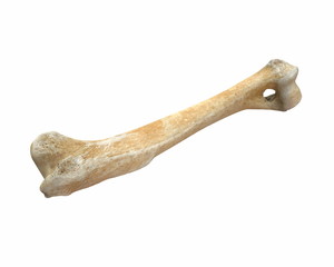 3D render of animal leg bone isolated on white