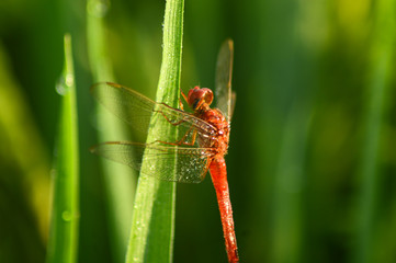 red dragonfly on a green leaf