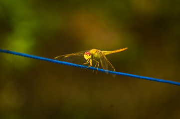 dragonfly resting on a leaf