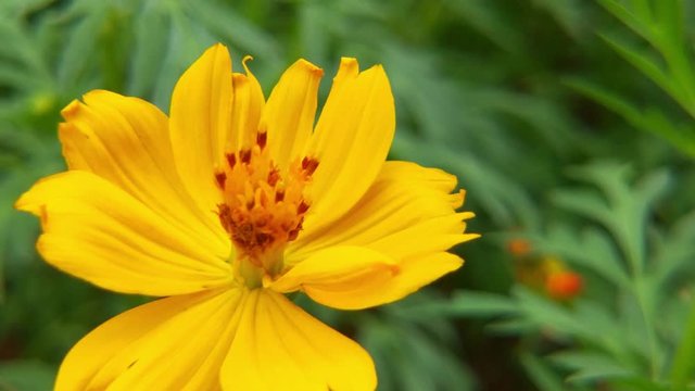 yellow cosmos sulphureus flower, sulfur cosmos and yellow cosmos flower, green leafs, blooming yellow cosmos flower, orange flower, cosmo flower yellow, beautiful cosmo flower, orange cosmo flower, ye