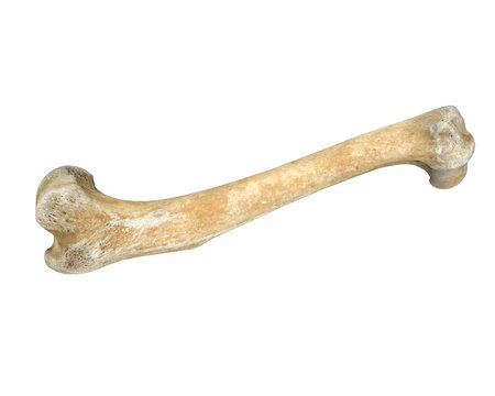 3D render of animal leg bone isolated on white