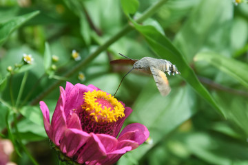 An hummingbird hawk-moth flying and feeding nectar. Little butterfly Macroglossum stellatarum fly over flower in garden