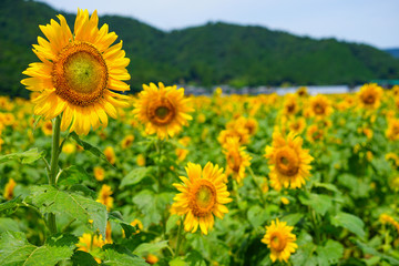 Obraz premium 福井県小浜市の「若狭小浜 恵のひまわり畑」