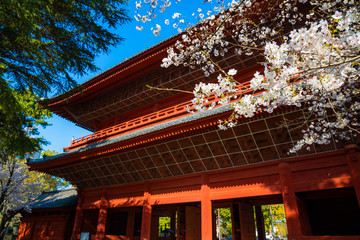 （東京都港区）増上寺　桜と三解脱門