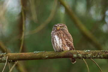 Eurasian pygmy owl (Glaucidium passerinum). Beautiful own in forest.