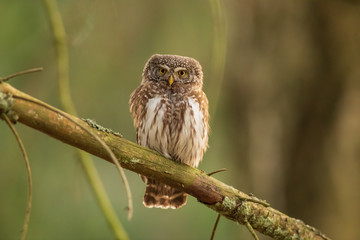 Eurasian pygmy owl (Glaucidium passerinum). Beautiful own in forest.