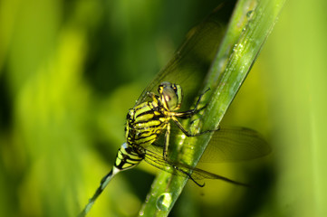 dragonfly on a leaf