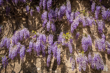 Fototapeta na wymiar Purple Wisteria Vine flower lagainstb a stone wall