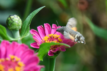 An hummingbird hawk-moth flying and feeding nectar. Little butterfly Macroglossum stellatarum fly over flower in garden