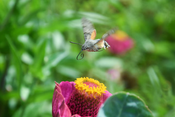 An hummingbird hawk-moth flying and feeding nectar. Little butterfly Macroglossum stellatarum fly over flower in garden