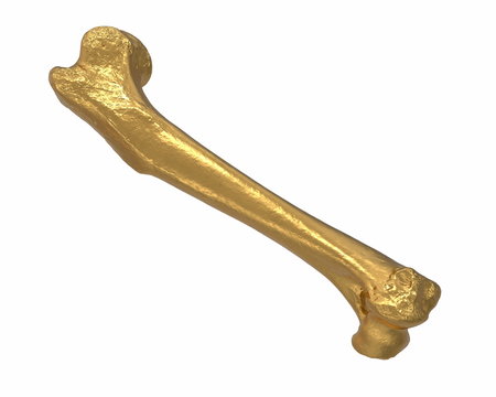 3D render of gold animal leg bone isolated on white