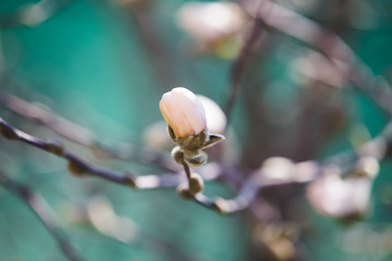 White magnolia early spring  blossom