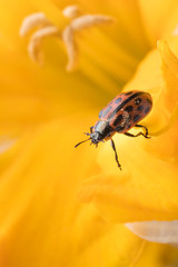 Close up of red ladybug in yellow daffodil flower.