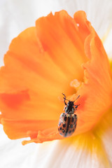 Close up of red ladybug in yellow daffodil flower.