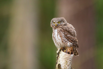 Eurasian pygmy owl (Glaucidium passerinum). Beautiful own in forest.