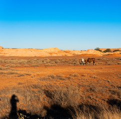 Photographer taking pictures of wild horses