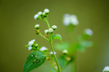 Obraz premium close up of a green plant